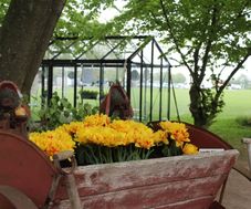 Potatissättare med gulröda tulpaner och växthus i bakgrunden